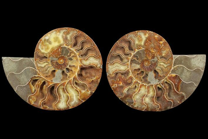 Cut & Polished Ammonite Fossil - Agatized #78332